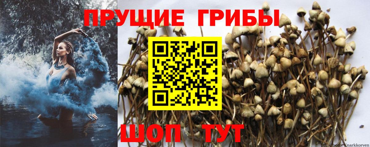 Псилоцибиновые грибы Psilocybe Дзержинск
